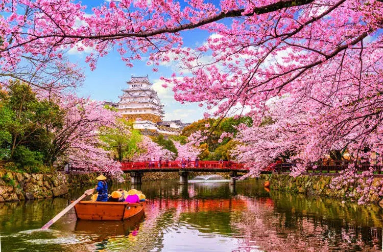 Sakura to Yellow Spring: The Colorful Trees of Japan