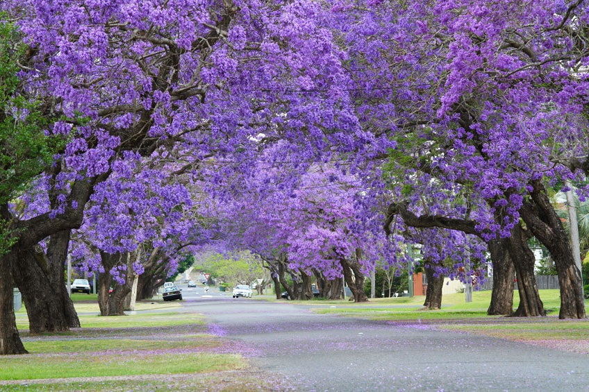 Lisbon’s Purple Spring: The Magic of Jacaranda Trees